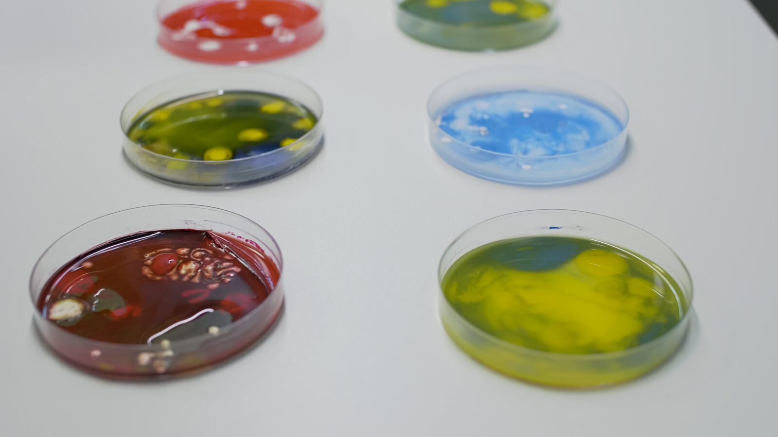 Close up of chemical petri dish on desk in science laboratory