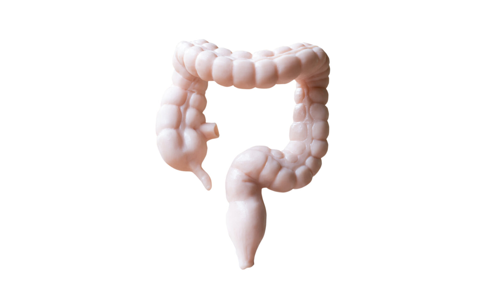 Human Large intestine  Anatomical Model on white background