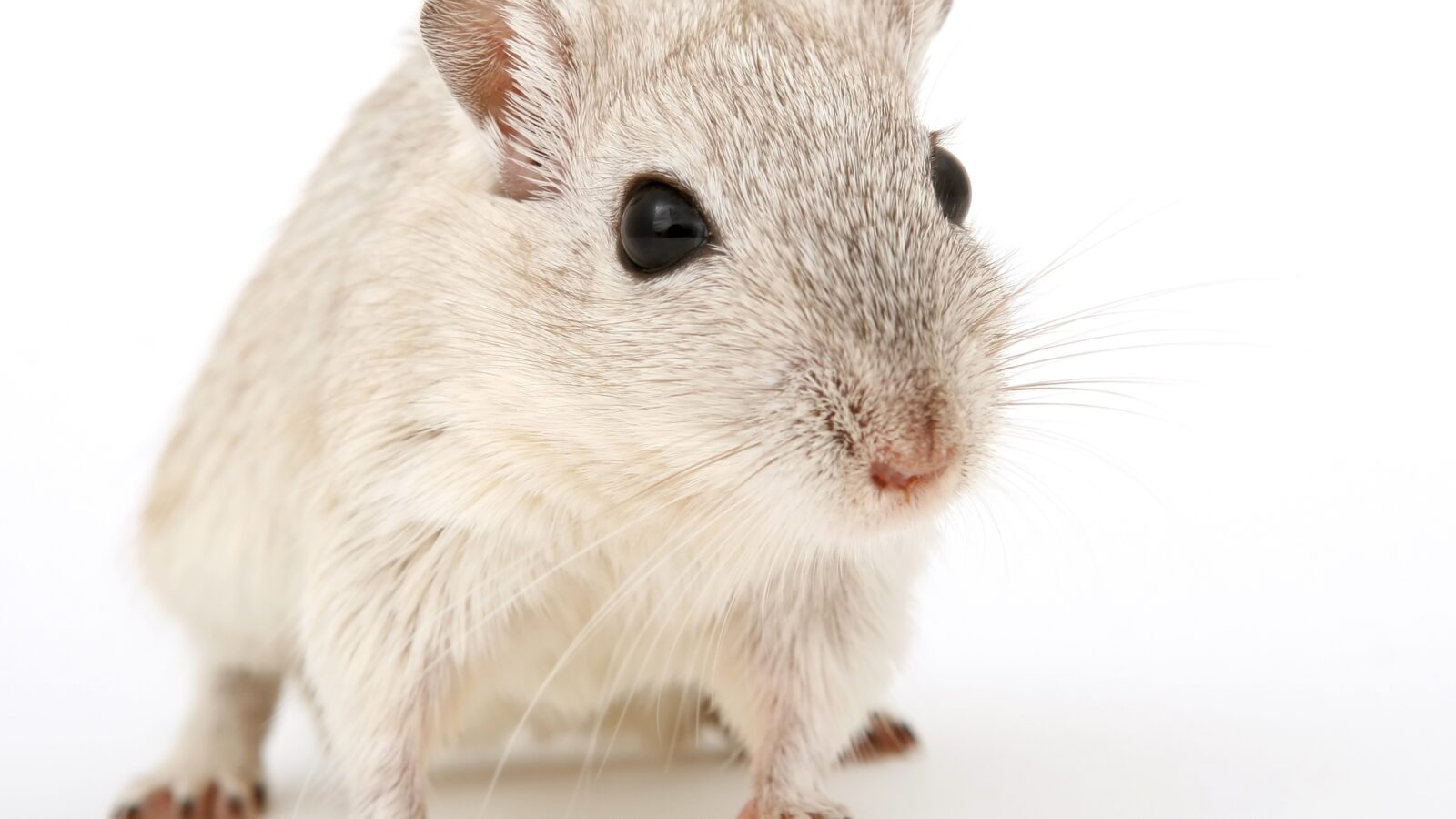 girl-white-mouse-animal-cute-isolated-1048680-pxhere.com
